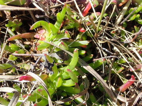 صورة Ruschia duthiae (L. Bol.) Schwant. apud Jacobsen