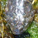 Image of Padded sculpin