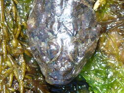 Image of Padded sculpin