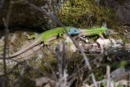 Image of Iberian Emerald Lizard