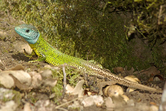 Image of Iberian Emerald Lizard