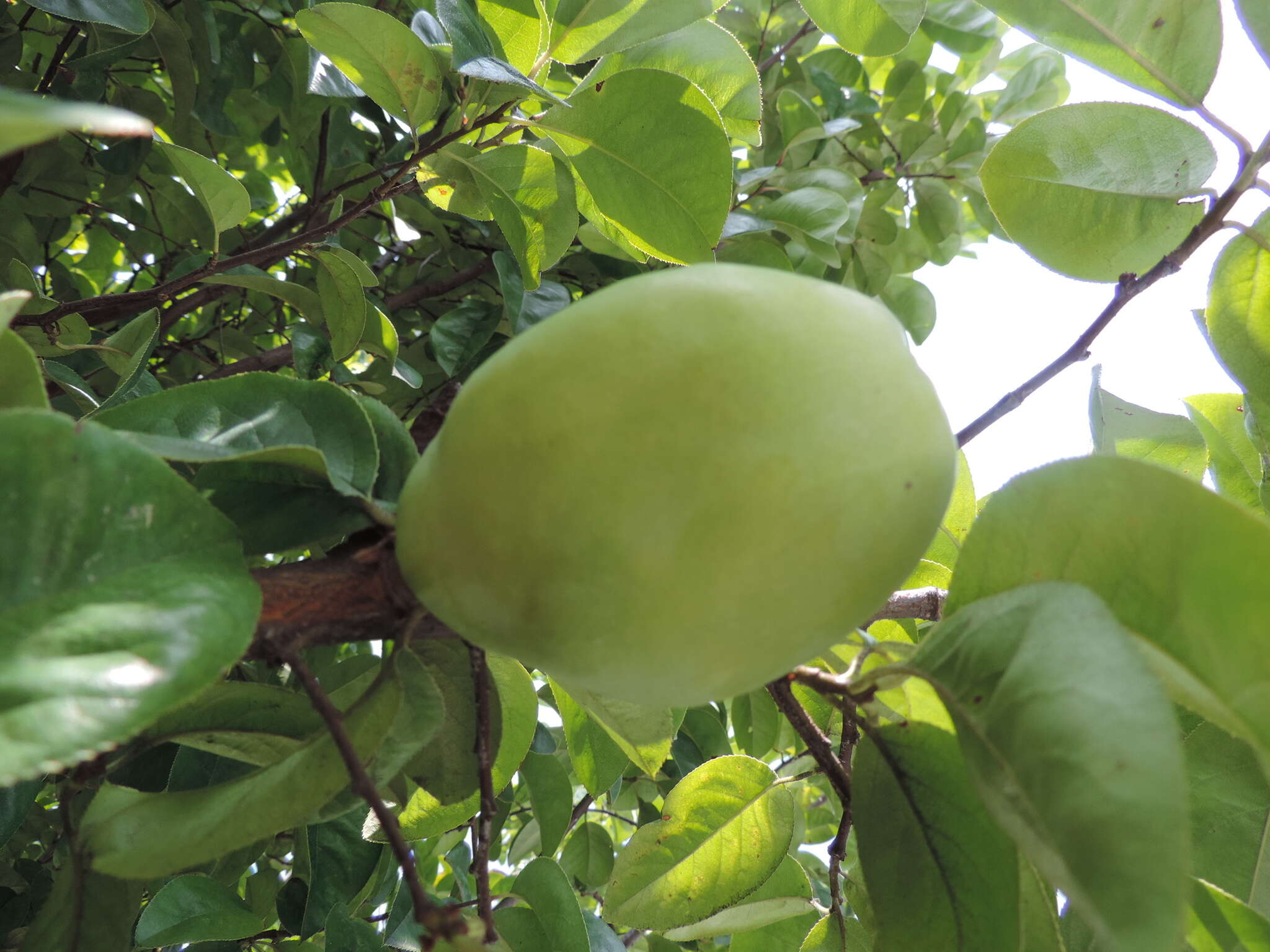 Image of Chinese-quince