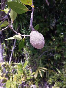 Image of Landolphia nitens Lassia