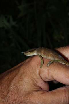 Image of Maroantsetra Chameleon