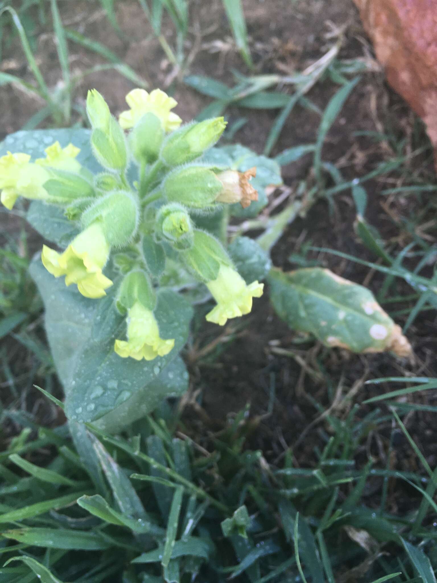 Image of Aztec tobacco