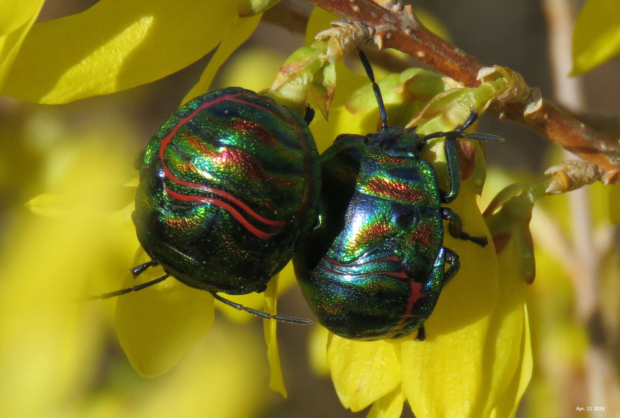 Image of Poecilocoris Dallas 1848