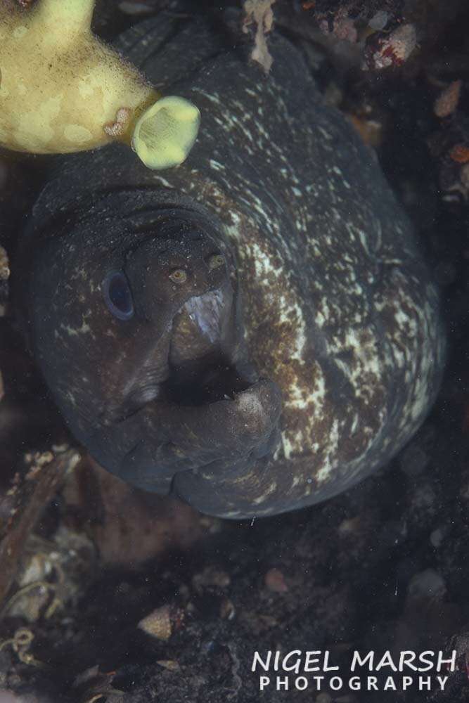 Image of False spotted moray