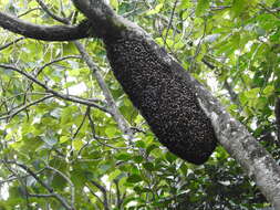 Image of Giant honey bee