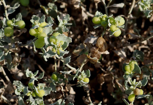 Plancia ëd Atriplex holocarpa F. Müll.