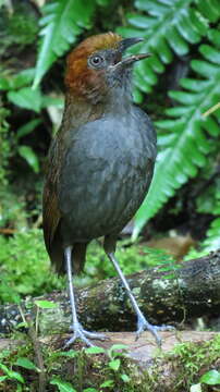 Image of Chestnut-naped Antpitta