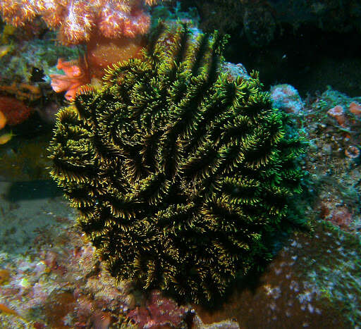 Image of Bottlebrush Feather Star