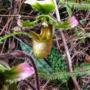 Image of Paphiopedilum robinsonianum Cavestro