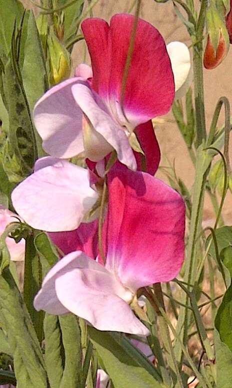 Image of Sweet Pea