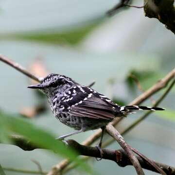 Image of Scaled Antbird