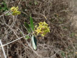 Image of Loeseneriella rubiginosa (H. Perrier) N. Hallé