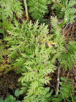 Image of Siberian wormwood