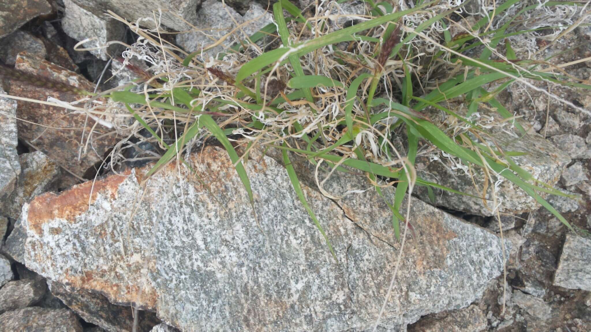 Image of Buffel grass