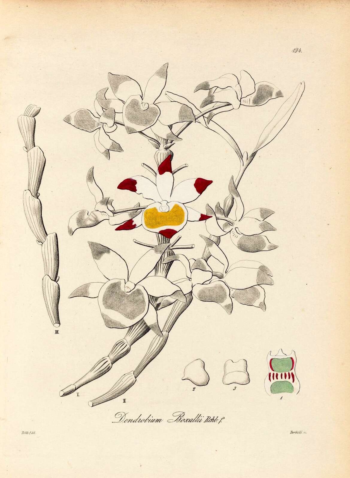 Dendrobium gratiosissimum Rchb. fil. resmi