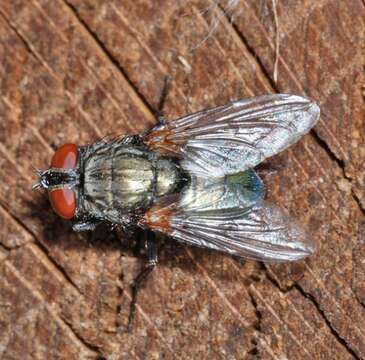 Image de Protocalliphora azurea (Fallen 1817)