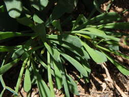 Limonium pectinatum (Ait.) Kuntze resmi