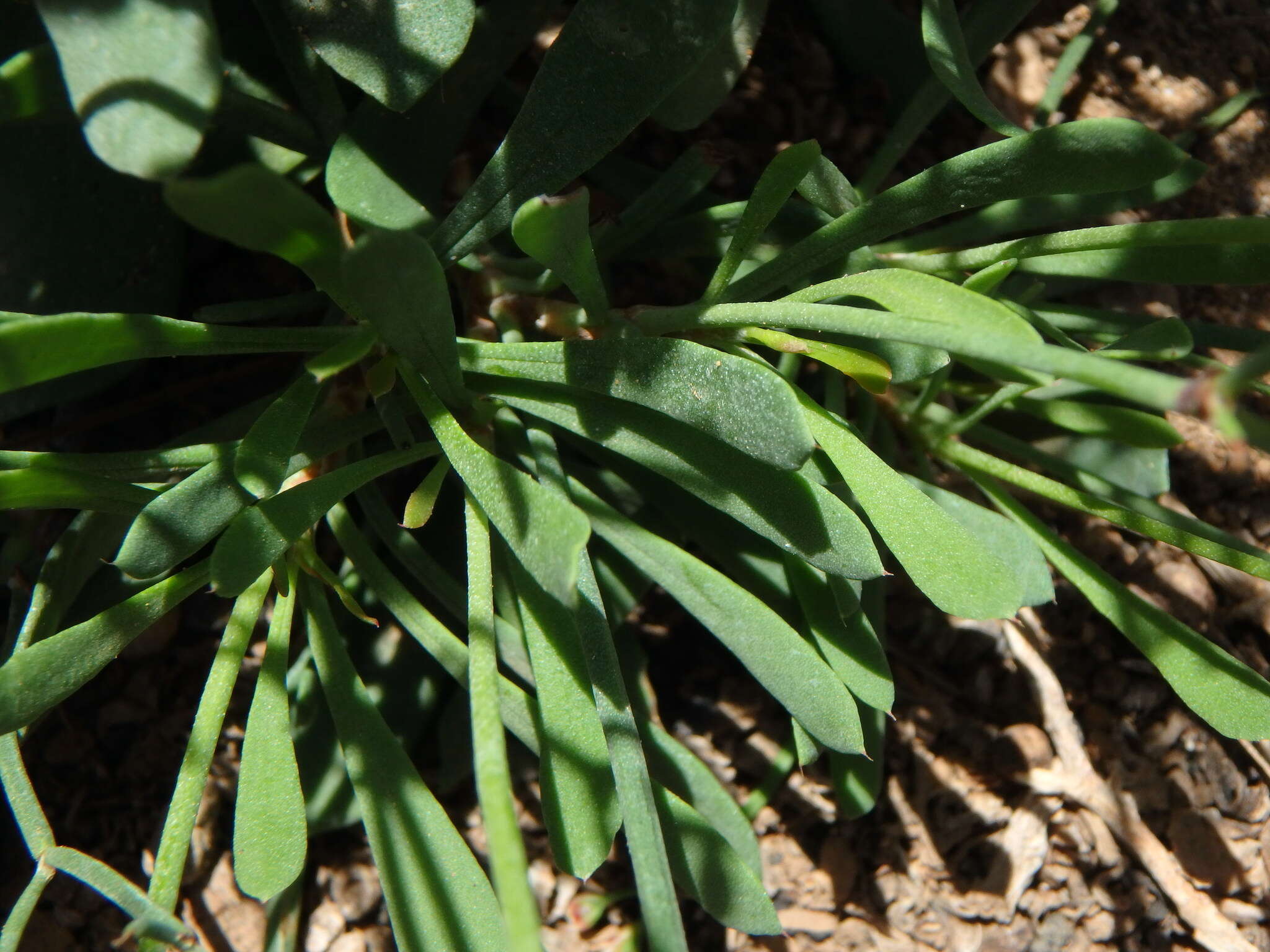 Limonium pectinatum (Ait.) Kuntze resmi