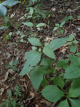 Image of broadleaf tickseed