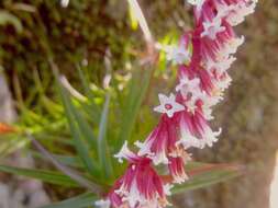 Image of Dracophyllum secundum R. Br.