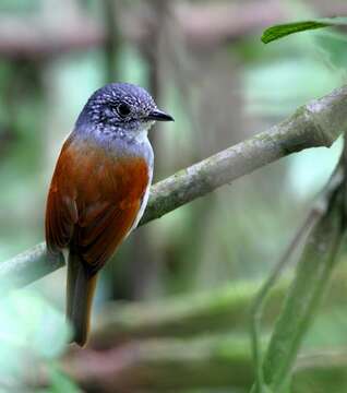 Image of Rufous-backed Antvireo