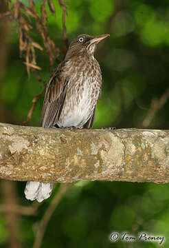 Image of Margarops Sclater & PL 1859