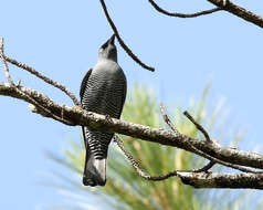 Image of Barred Cuckoo-shrike