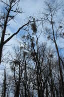 Image of European mistletoe