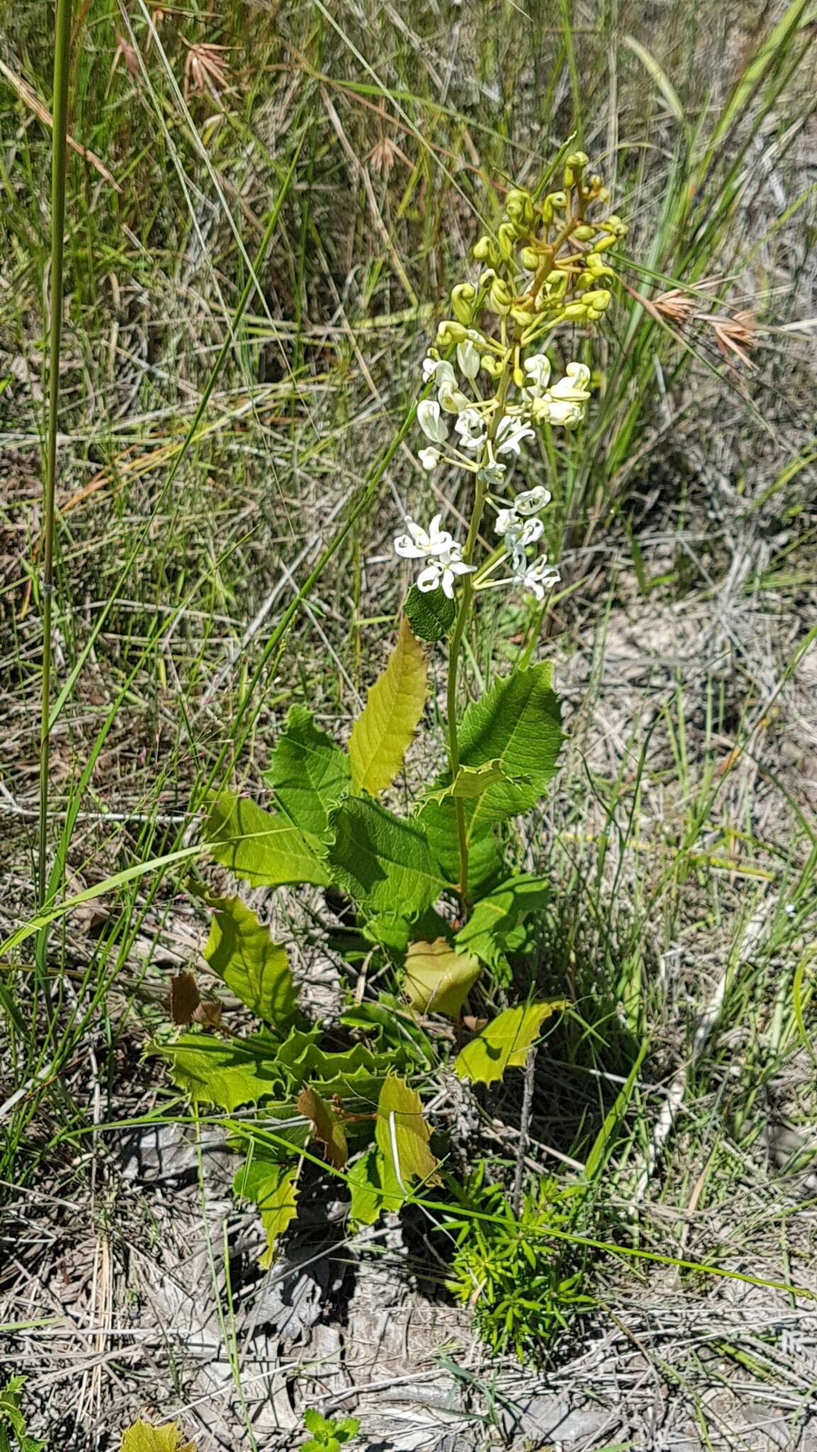 Image of Lomatia ilicifolia R. Br.