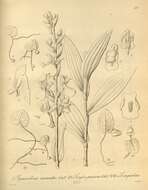 Image de Corybas unguiculatus (R. Br.) Rchb. fil.