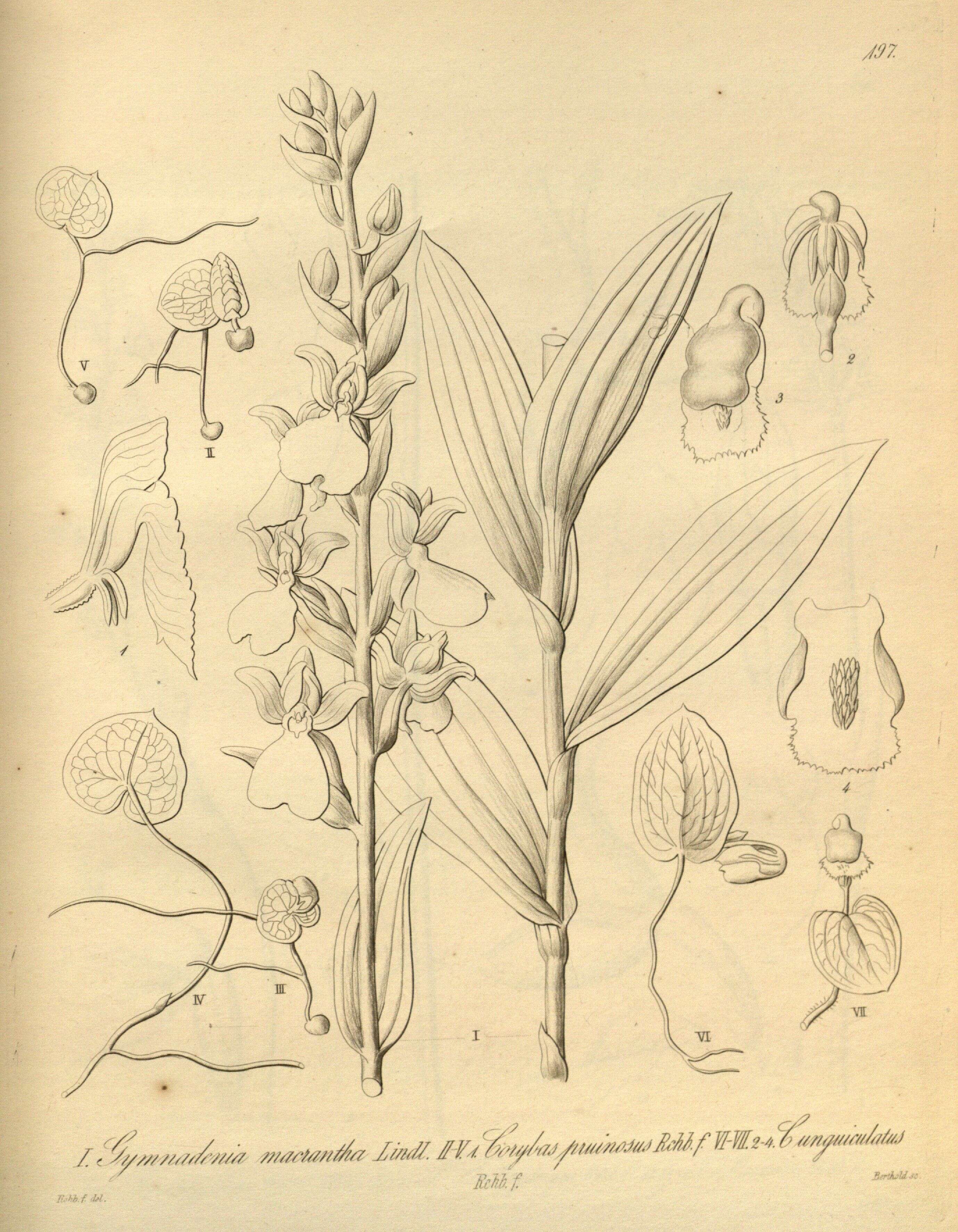 Image de Corybas unguiculatus (R. Br.) Rchb. fil.