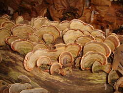 Image of False turkeytail