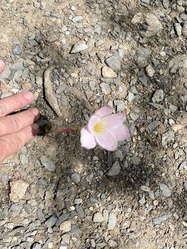 Imagem de Zephyranthes morrisclintii Traub & T. M. Howard