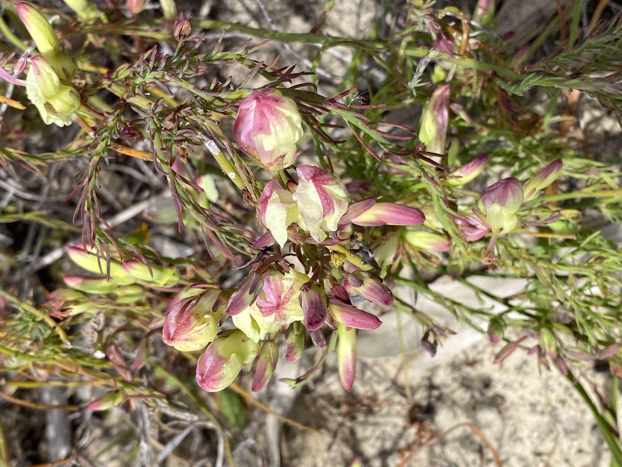 Image of Yellow Leschenaultia