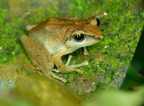 Image de Pseudophilautus wynaadensis (Jerdon 1853)