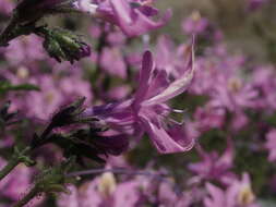 Image of Schizanthus hookeri Gill. ex R. Grah.