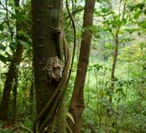 Image of Raorchestes nerostagona (Biju & Bossuyt 2005)