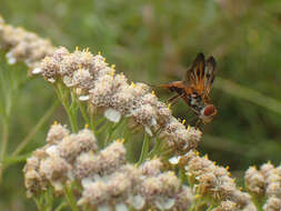 Imagem de Ectophasia crassipennis (Fabricius 1794)