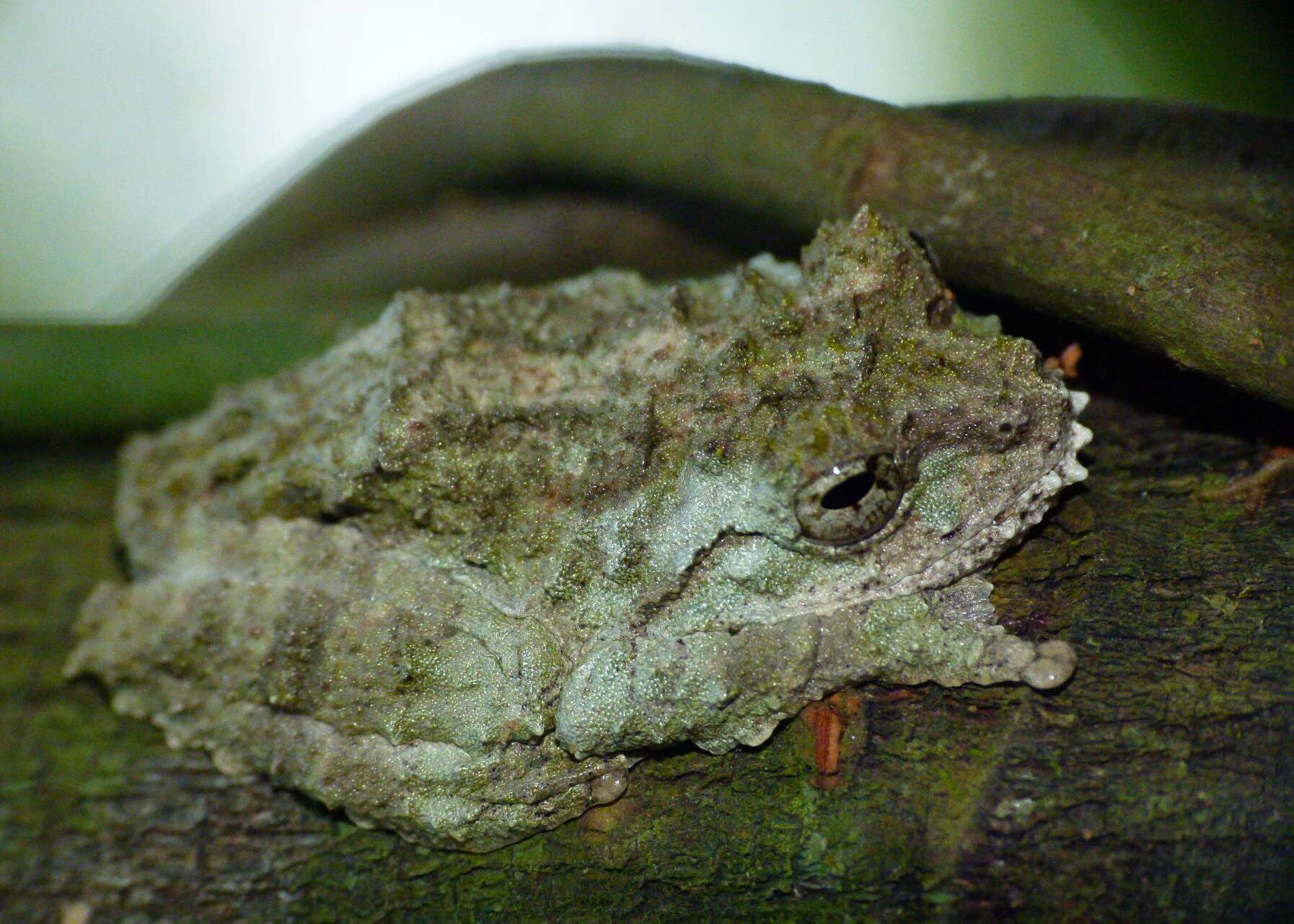 Image of Raorchestes nerostagona (Biju & Bossuyt 2005)