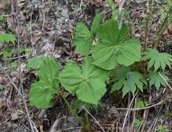 Image of Trillium apetalon Makino