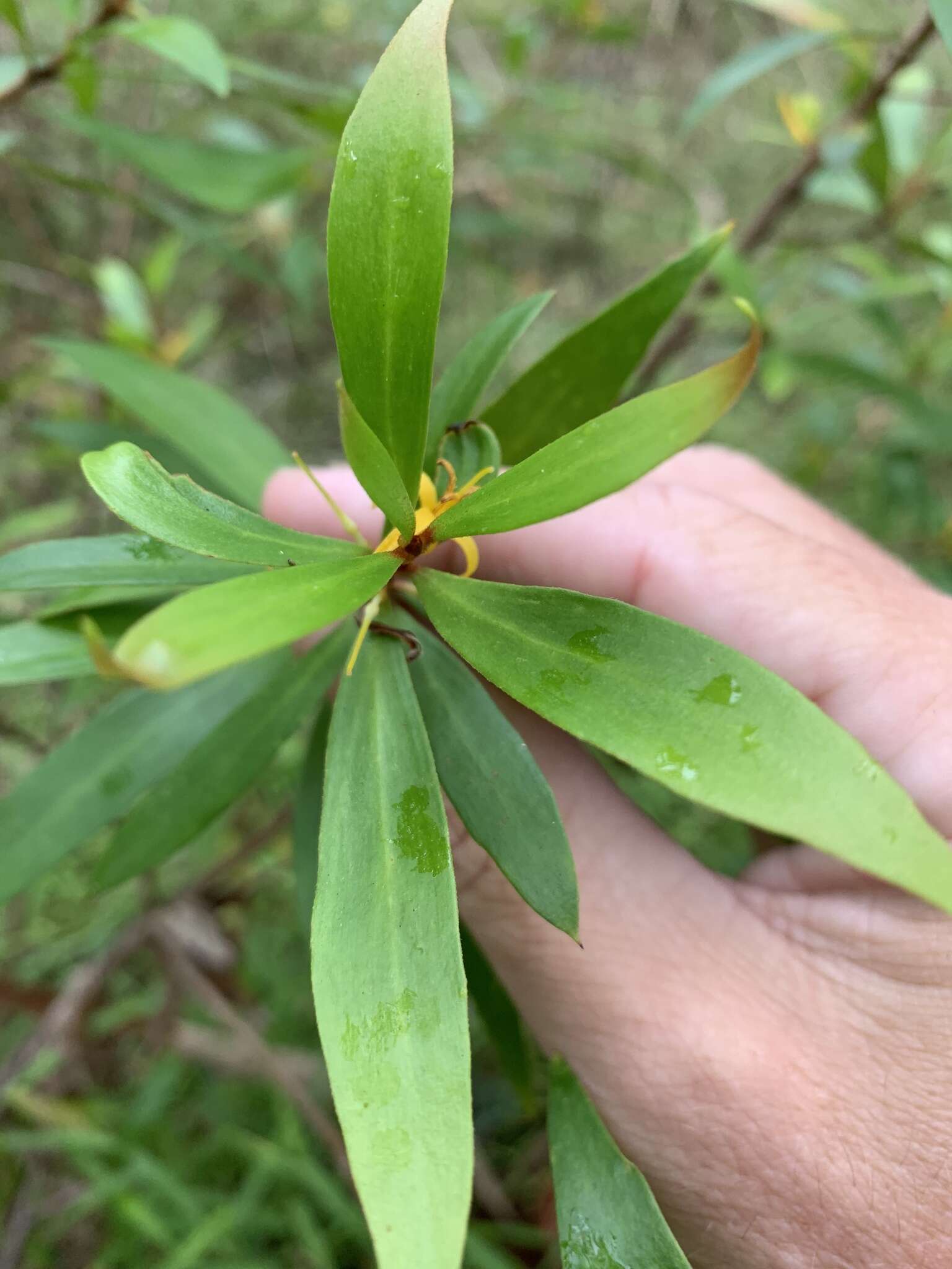 Image of Persoonia iogyna P. H. Weston & L. A. S. Johnson