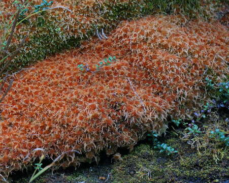 Sphagnum junghuhnianum Dozy & Molkenboer 1854的圖片