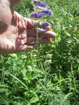 Aconitum volubile var. pubescens Regel的圖片