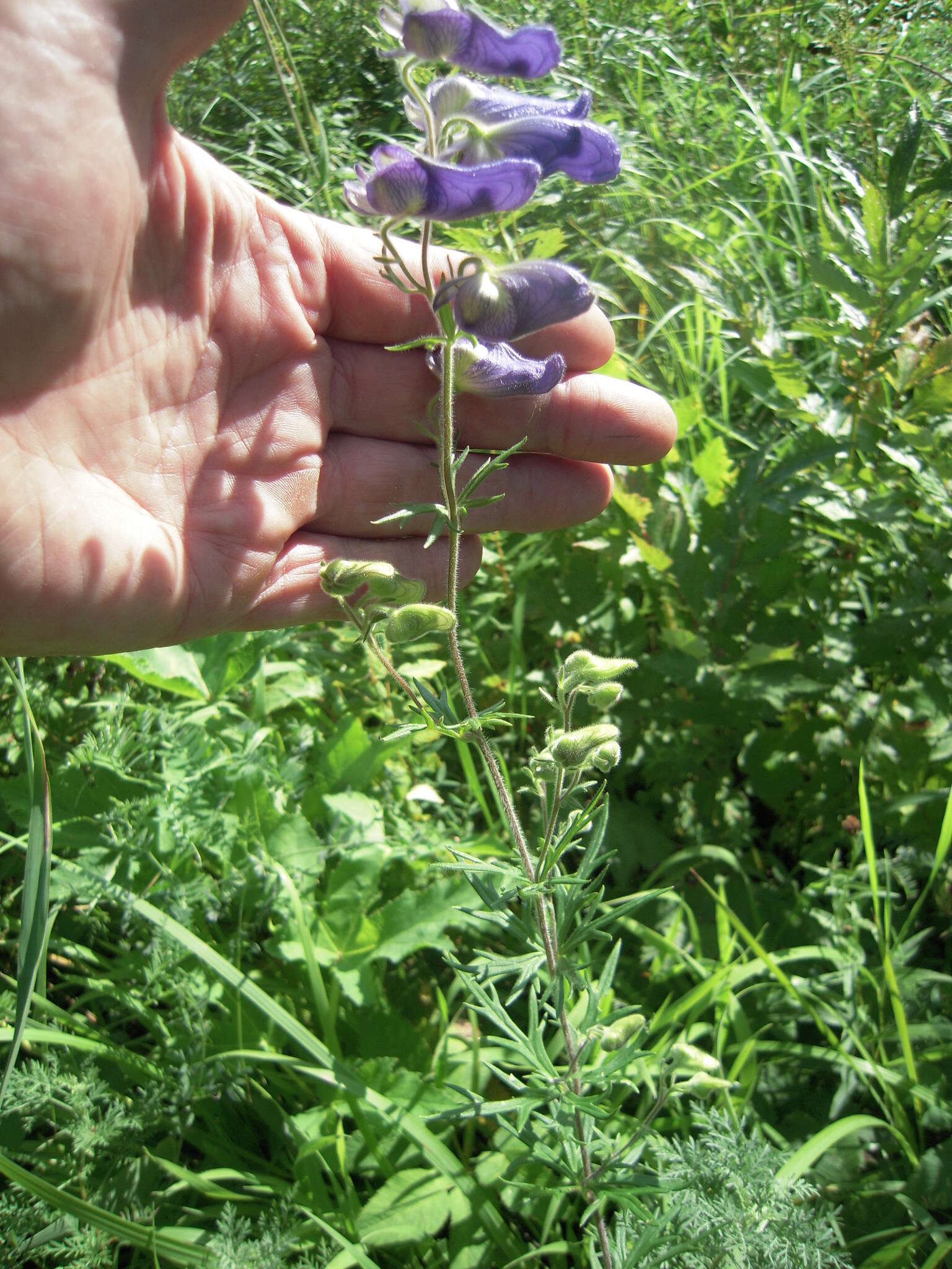 Aconitum volubile var. pubescens Regel的圖片