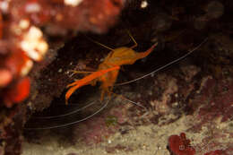 Image of golden coral shrimp