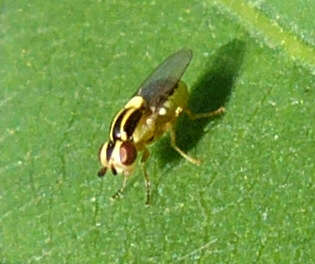 Image of Chloropid fly