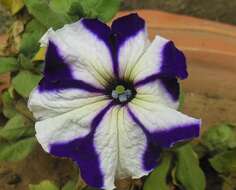 صورة Petunia axillaris (Lam.) Britton